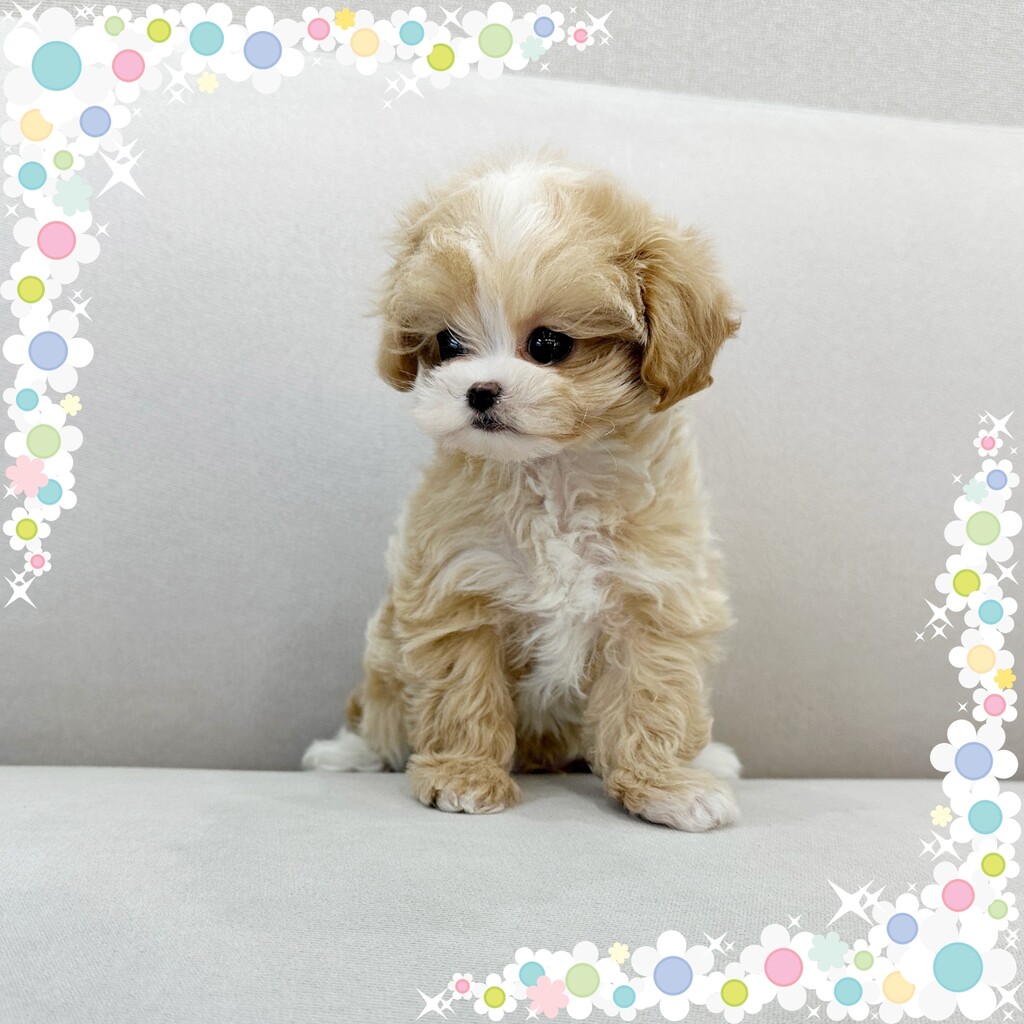 Ȯ�� �̹���