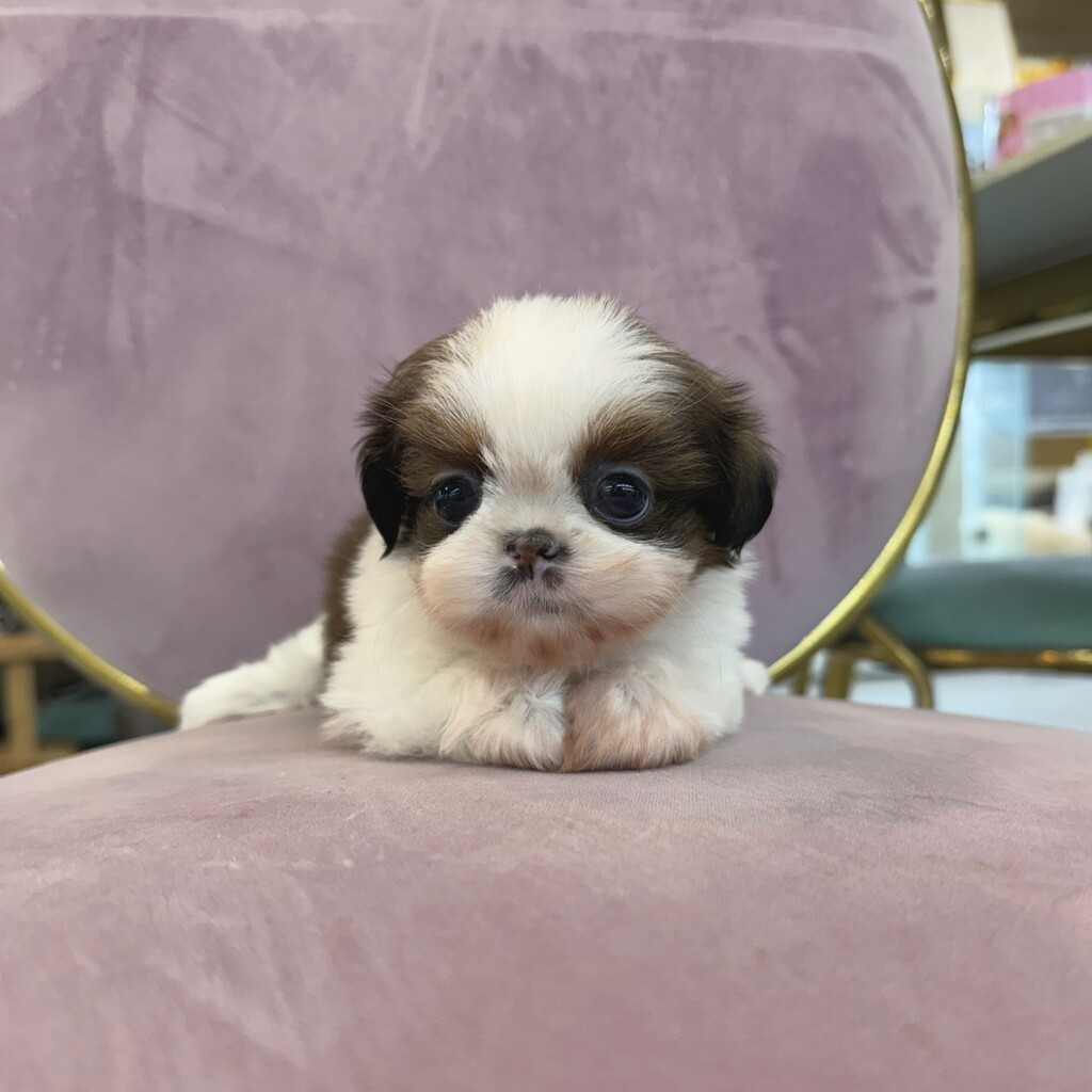 Ȯ�� �̹���