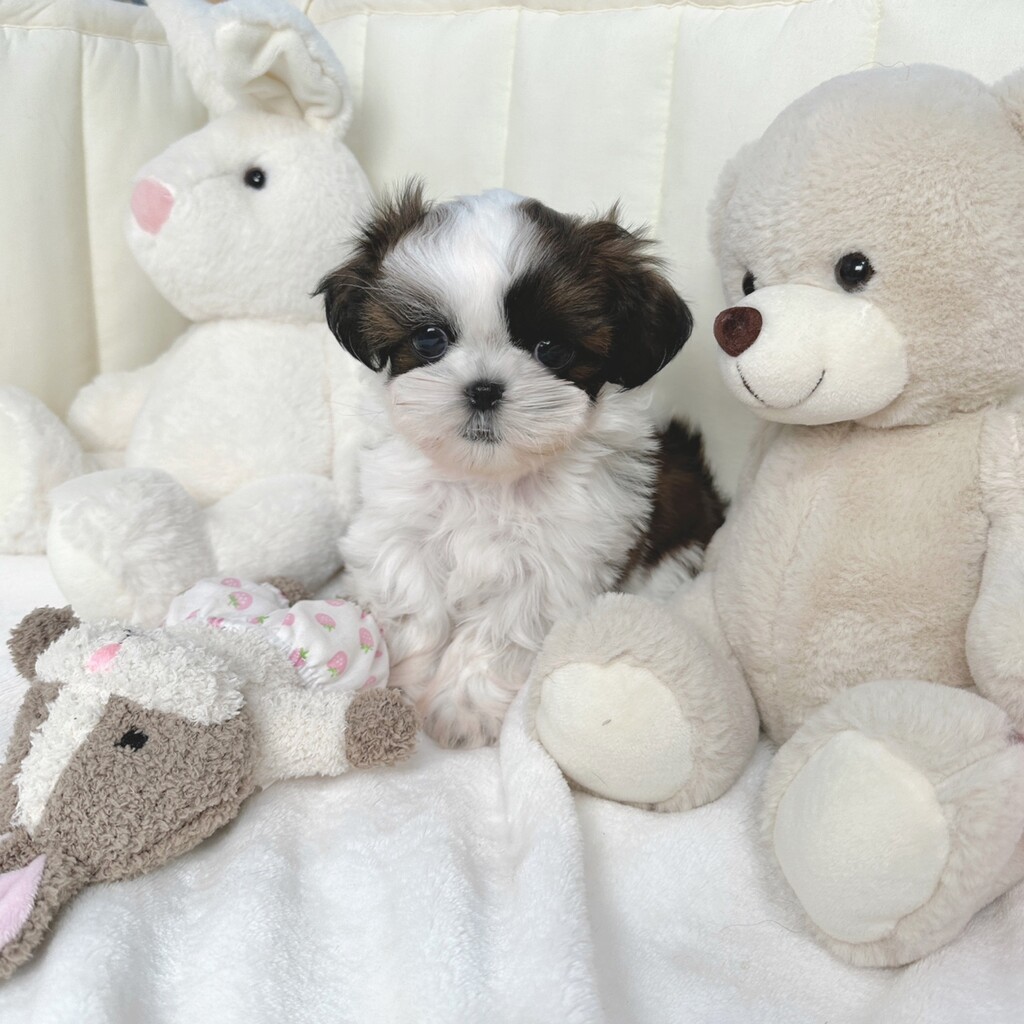 Ȯ�� �̹���