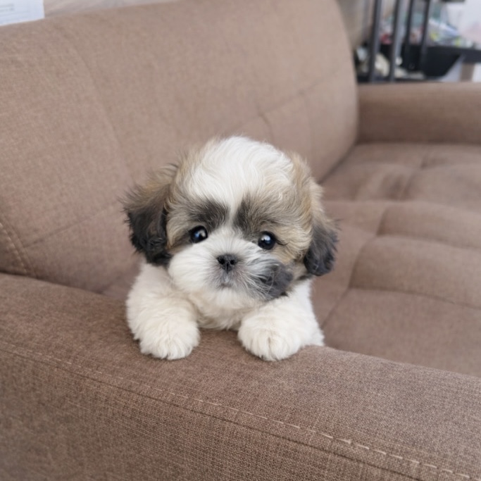 Ȯ�� �̹���