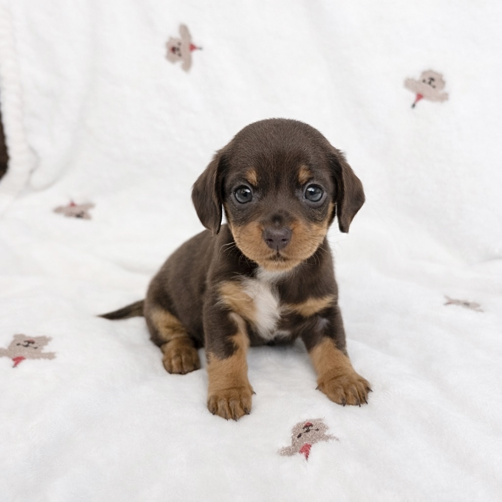 Ȯ�� �̹���