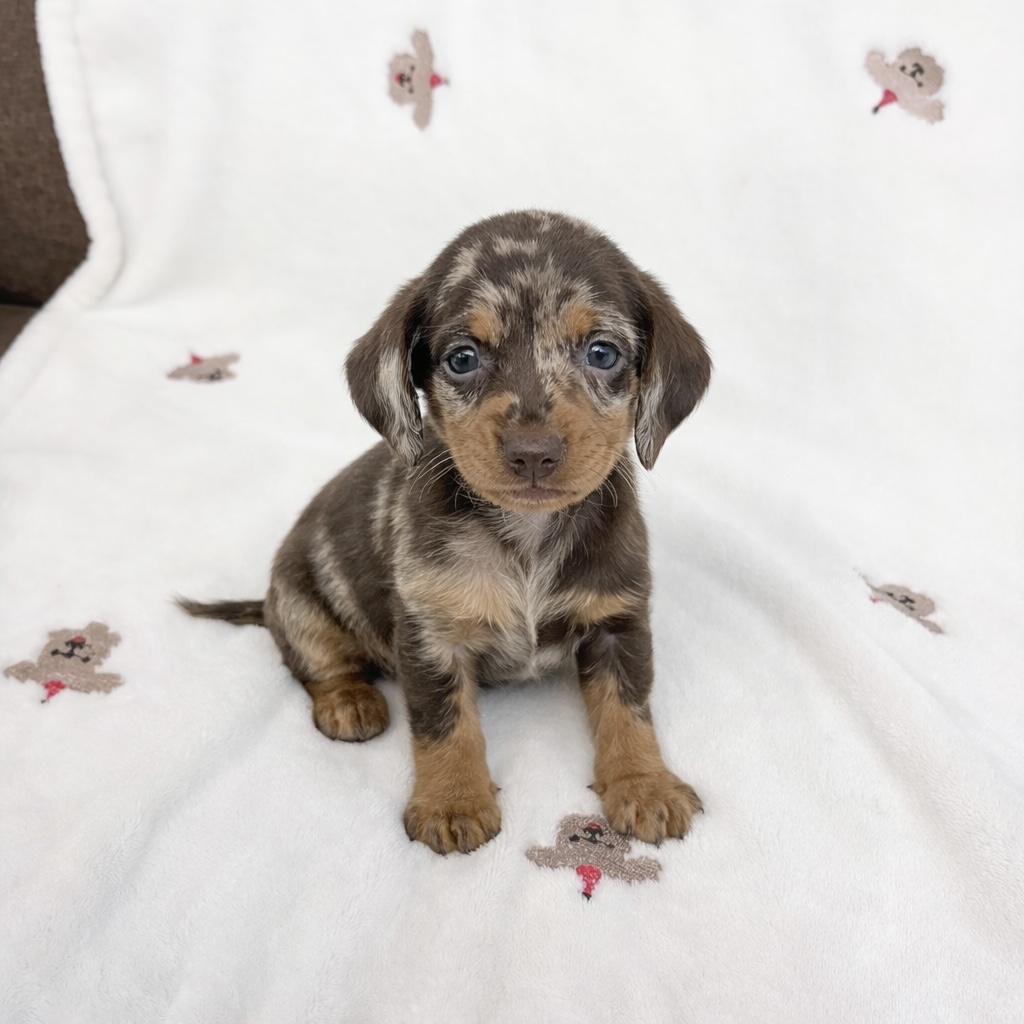 Ȯ�� �̹���