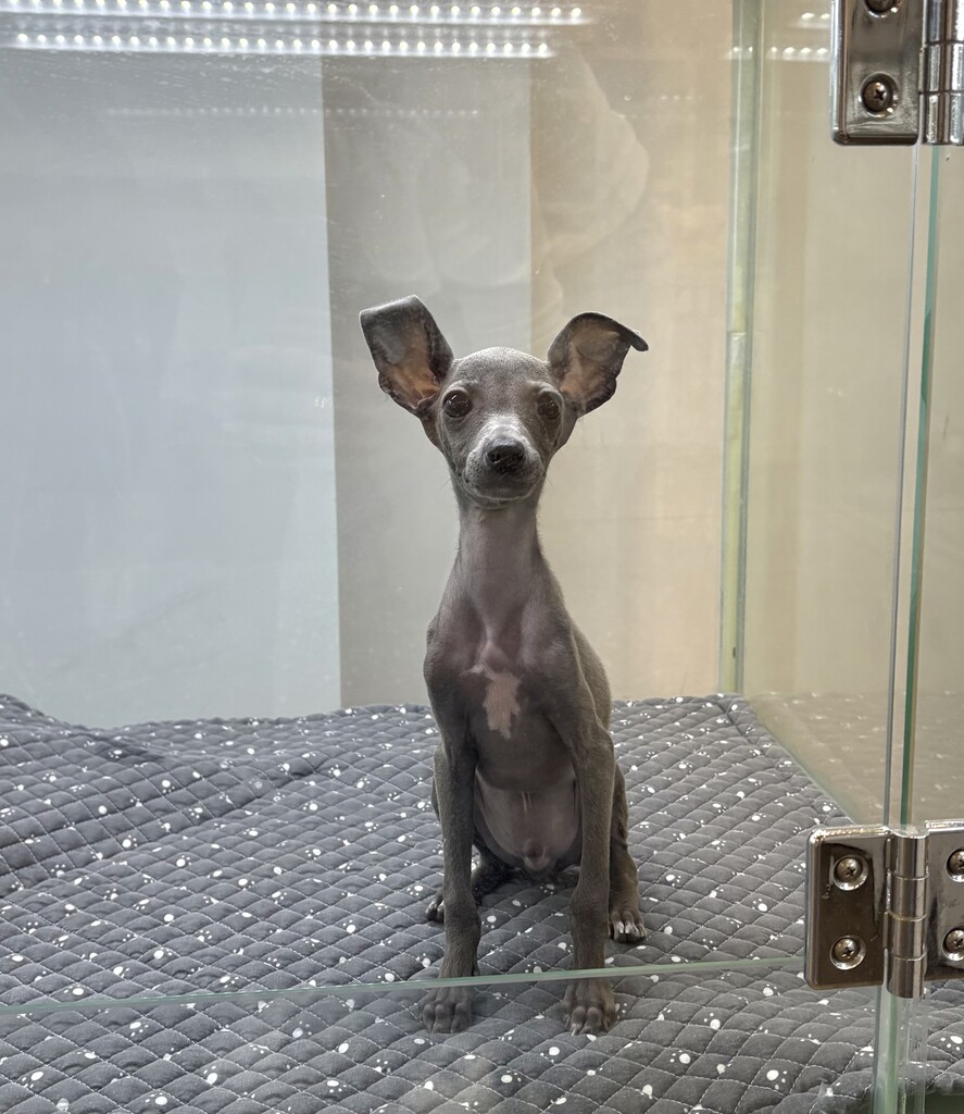 Ȯ�� �̹���