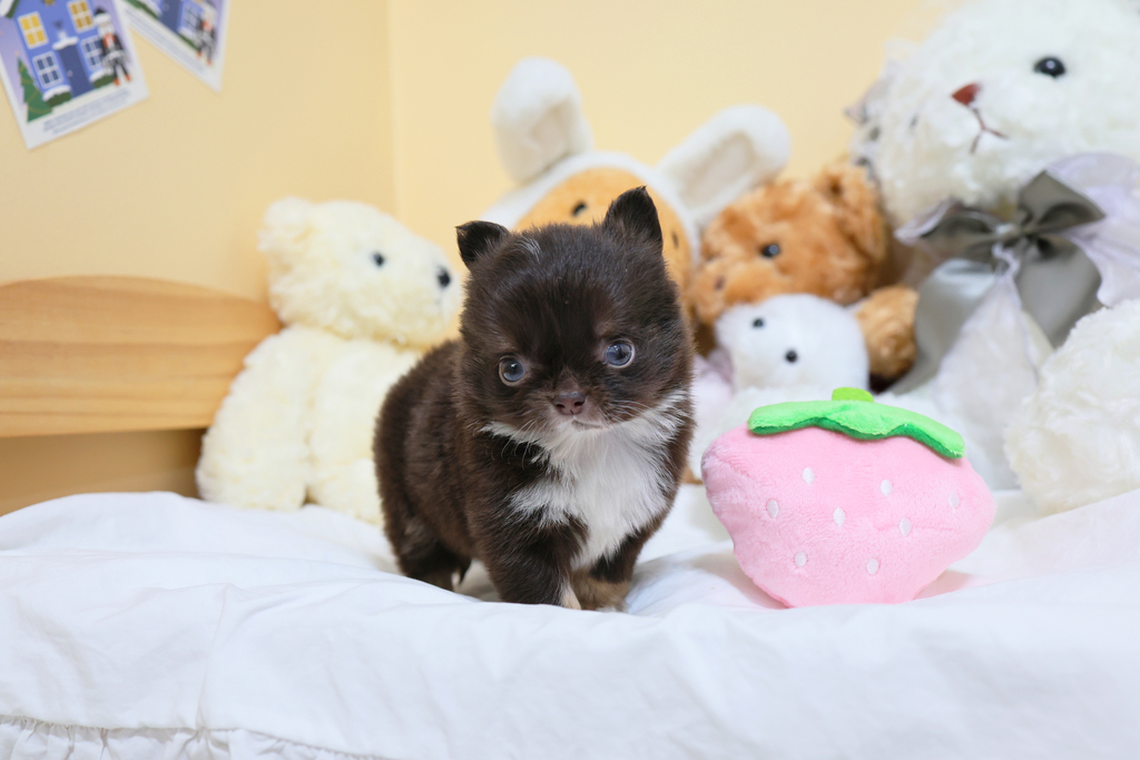 Ȯ�� �̹���