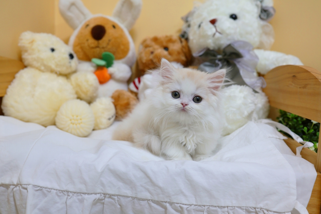 Ȯ�� �̹���