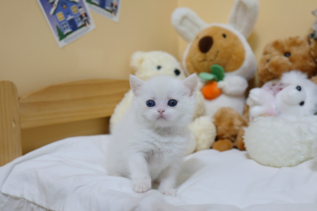 Ȯ�� �̹���