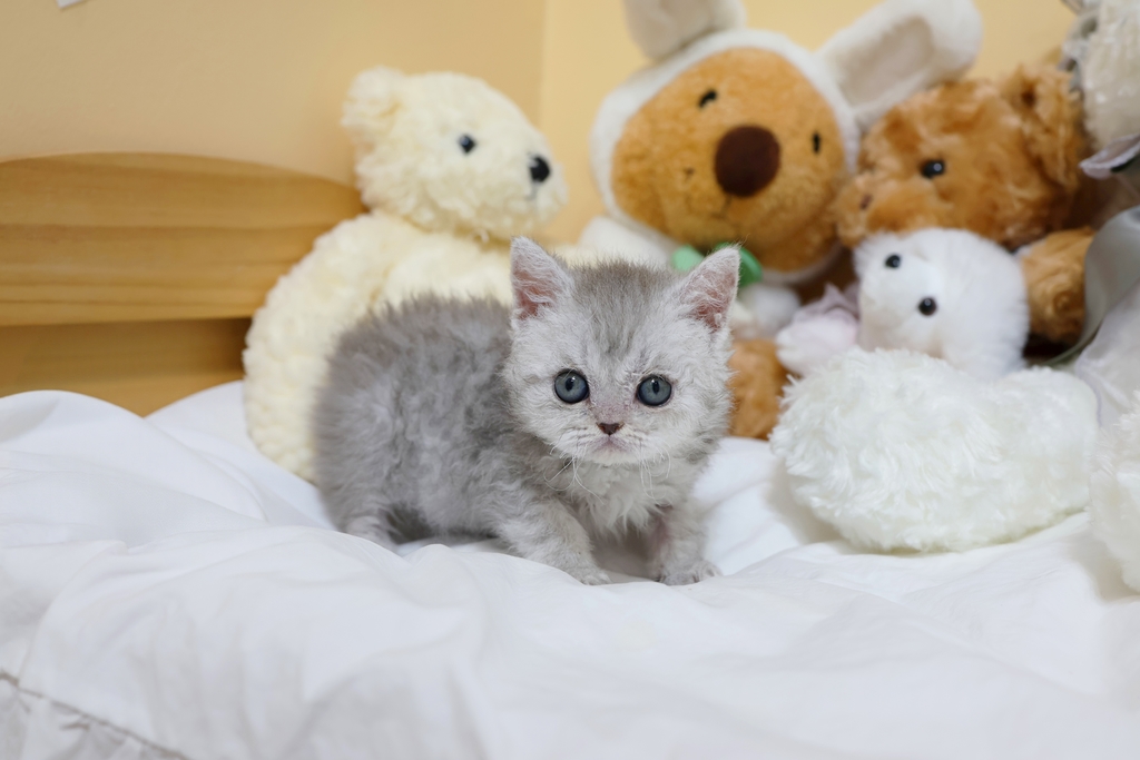 Ȯ�� �̹���