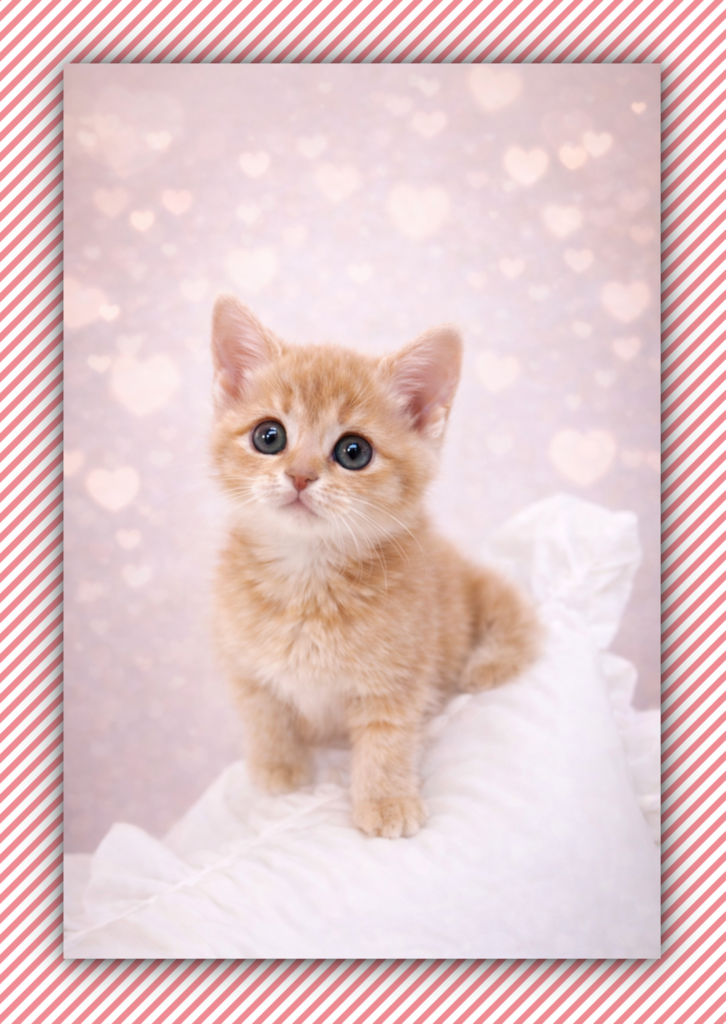 Ȯ�� �̹���