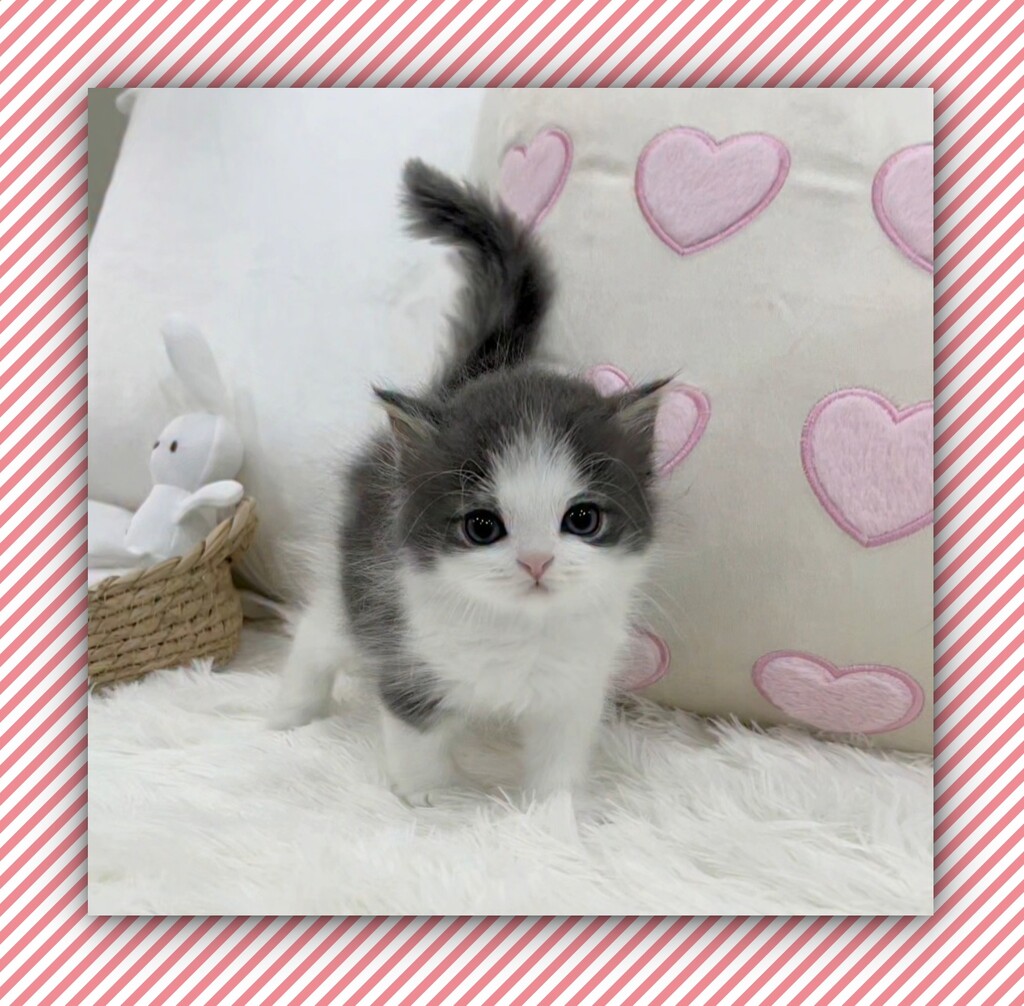 Ȯ�� �̹���