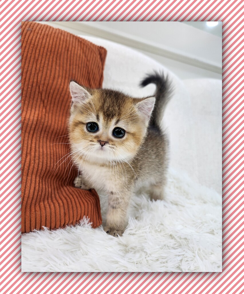 Ȯ�� �̹���