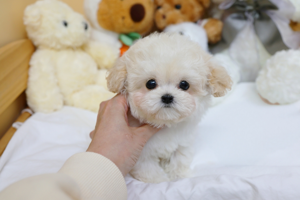 Ȯ�� �̹���