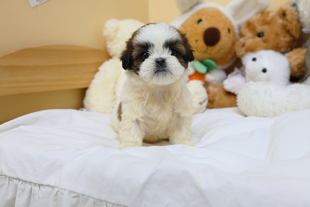 Ȯ�� �̹���