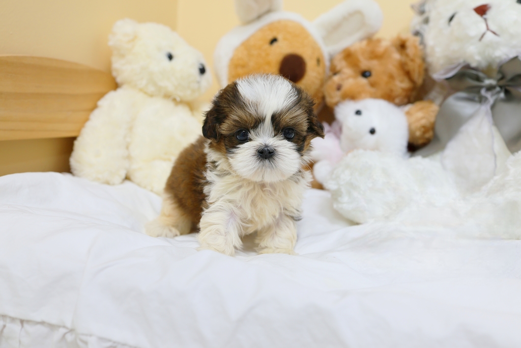 Ȯ�� �̹���