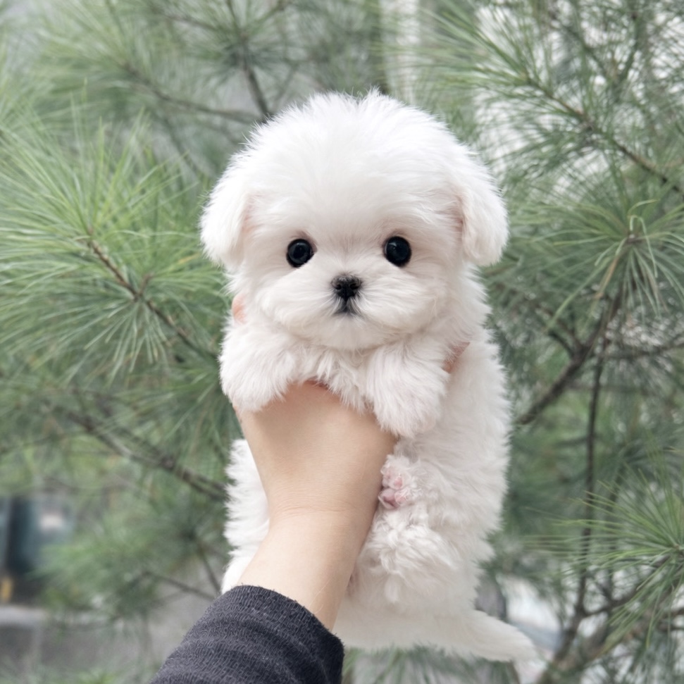 Ȯ�� �̹���