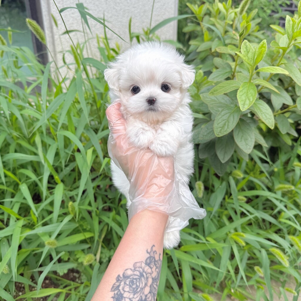 Ȯ�� �̹���