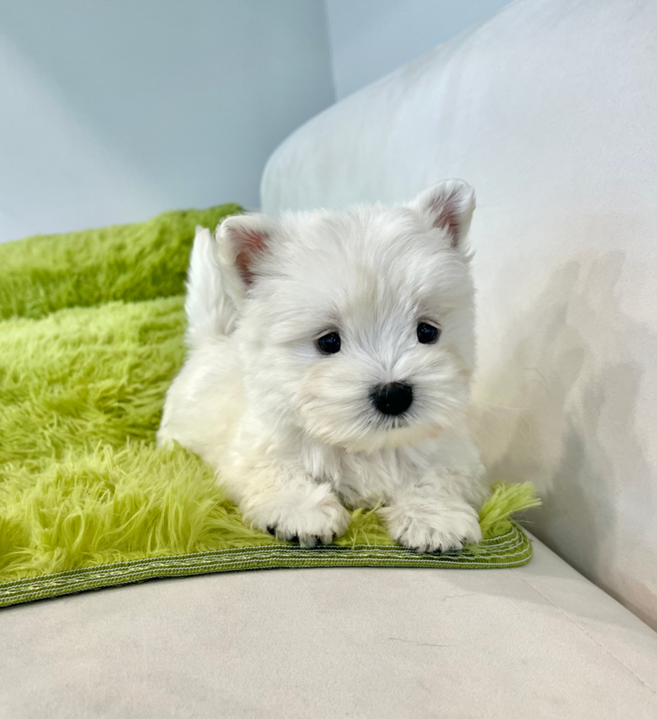 Ȯ�� �̹���