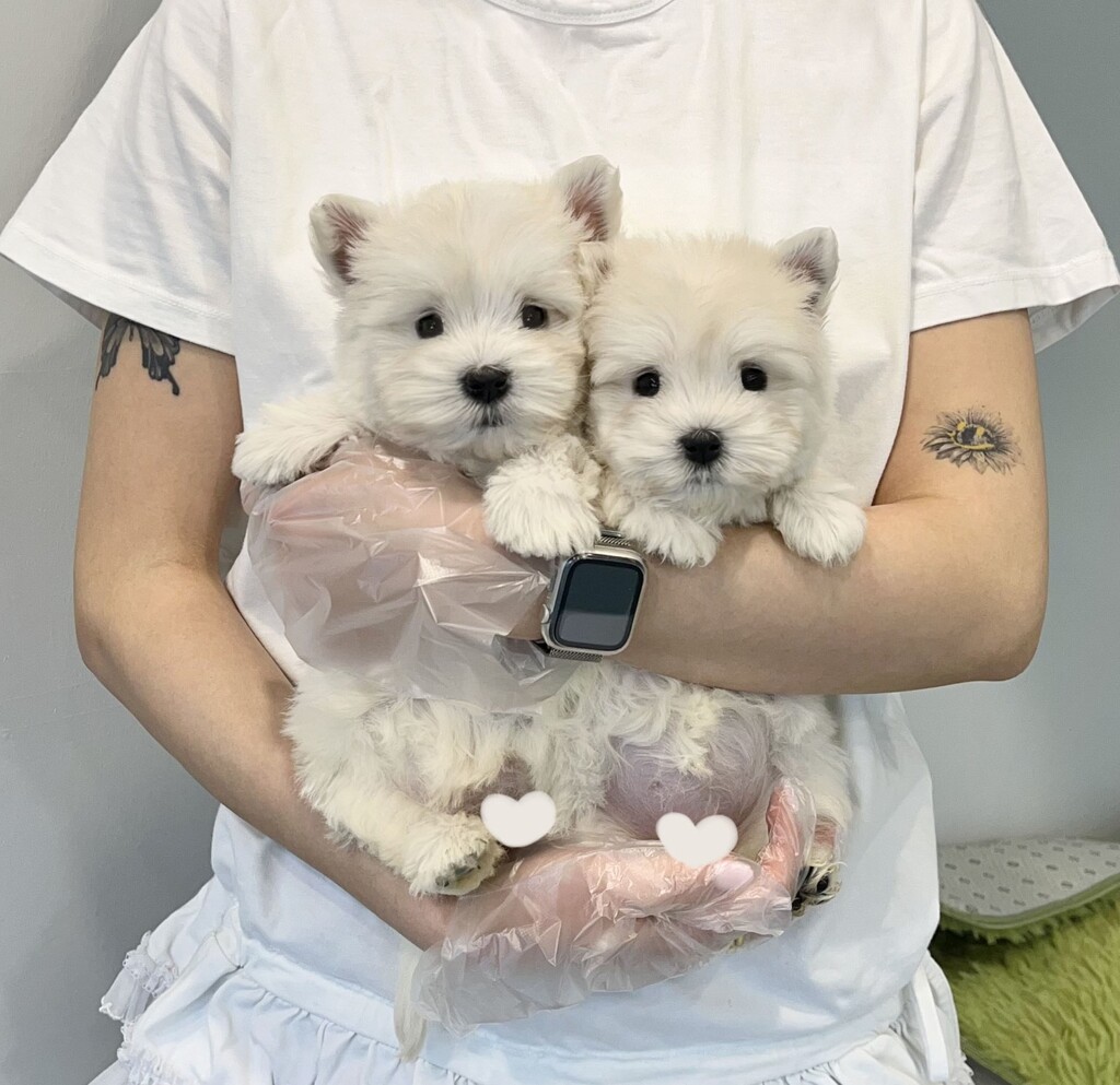 Ȯ�� �̹���