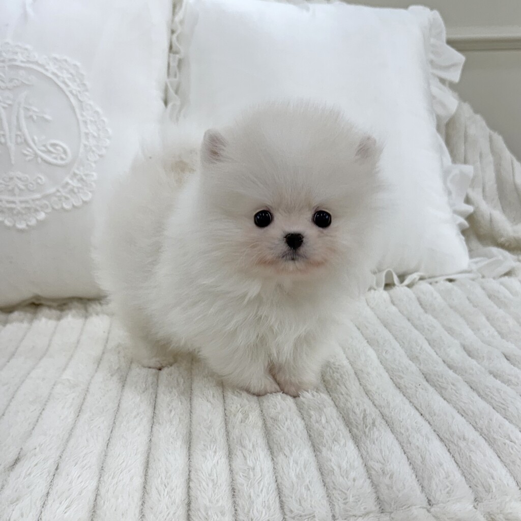 Ȯ�� �̹���