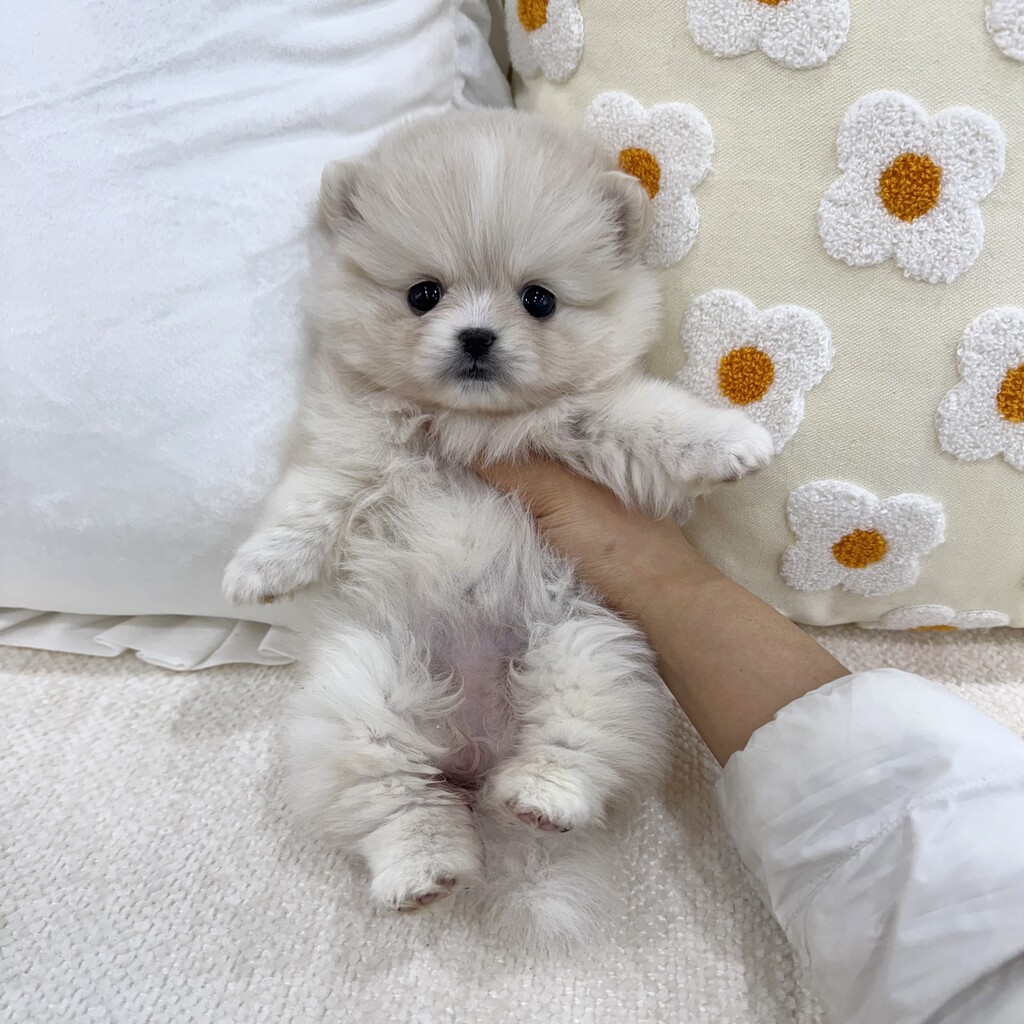 Ȯ�� �̹���