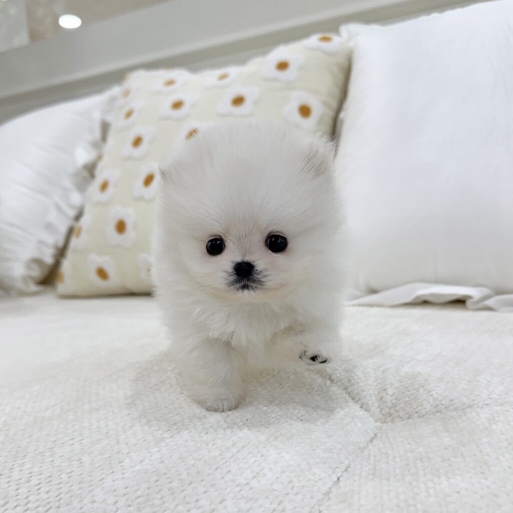 Ȯ�� �̹���