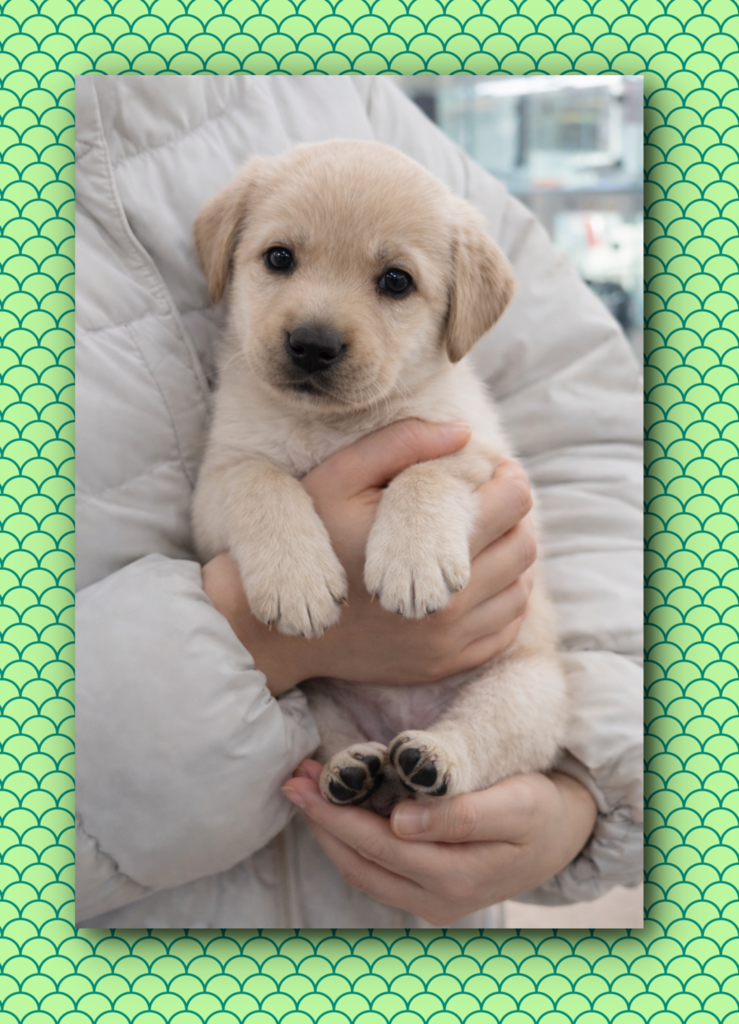 Ȯ�� �̹���