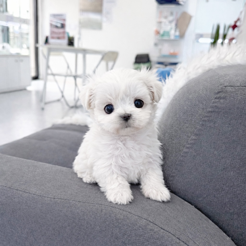 Ȯ�� �̹���