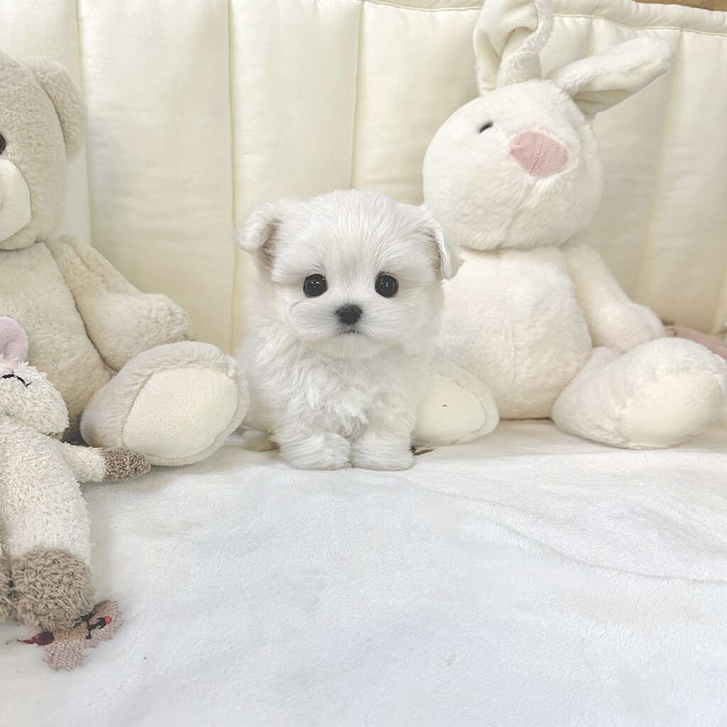 Ȯ�� �̹���