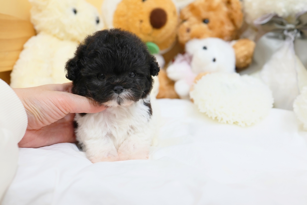 Ȯ�� �̹���