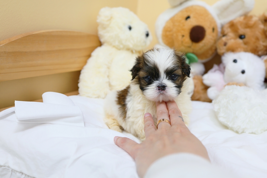 Ȯ�� �̹���