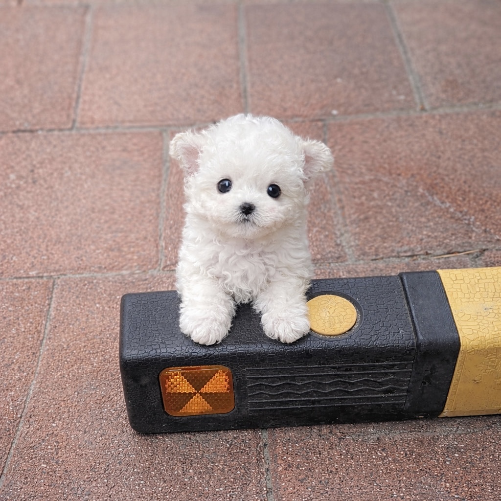 Ȯ�� �̹���