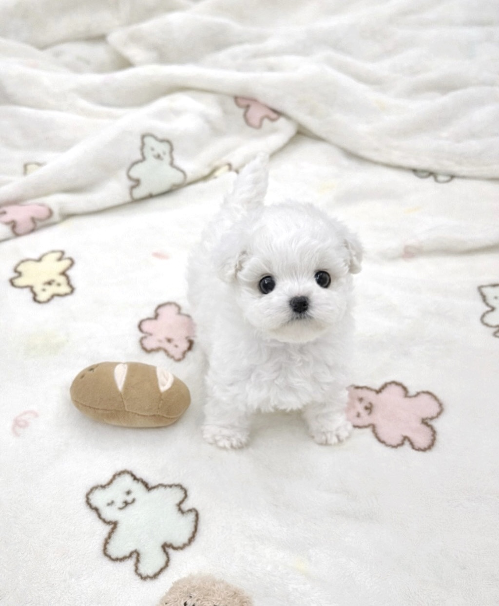 Ȯ�� �̹���