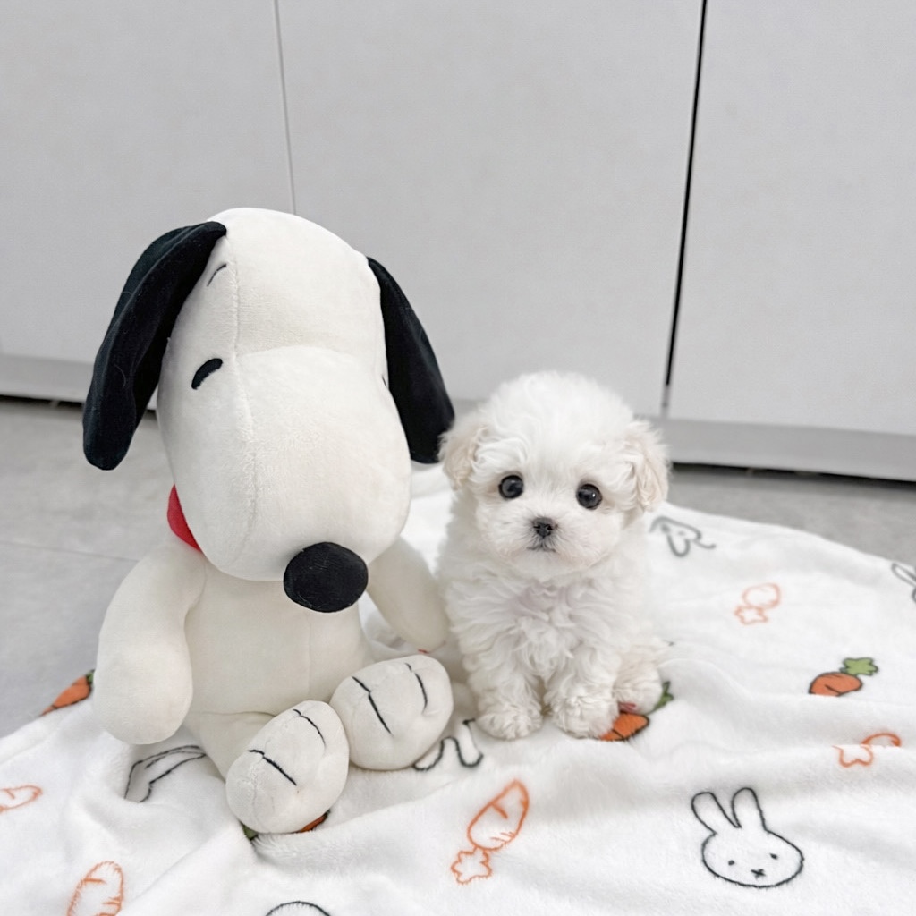 Ȯ�� �̹���