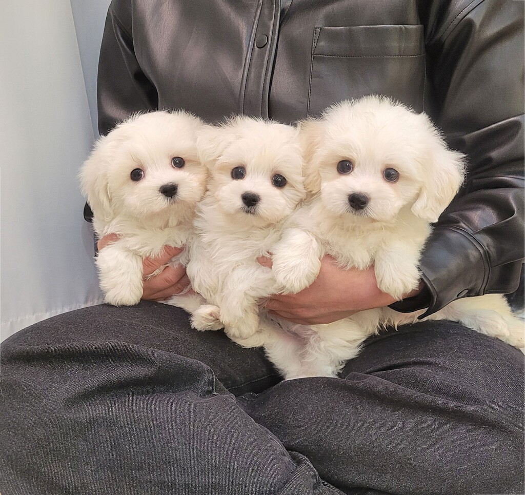 Ȯ�� �̹���