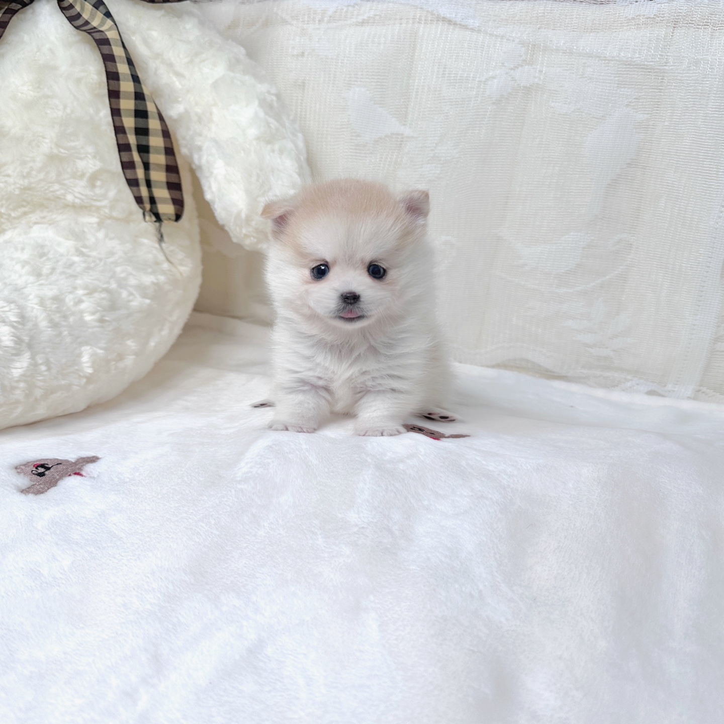 Ȯ�� �̹���