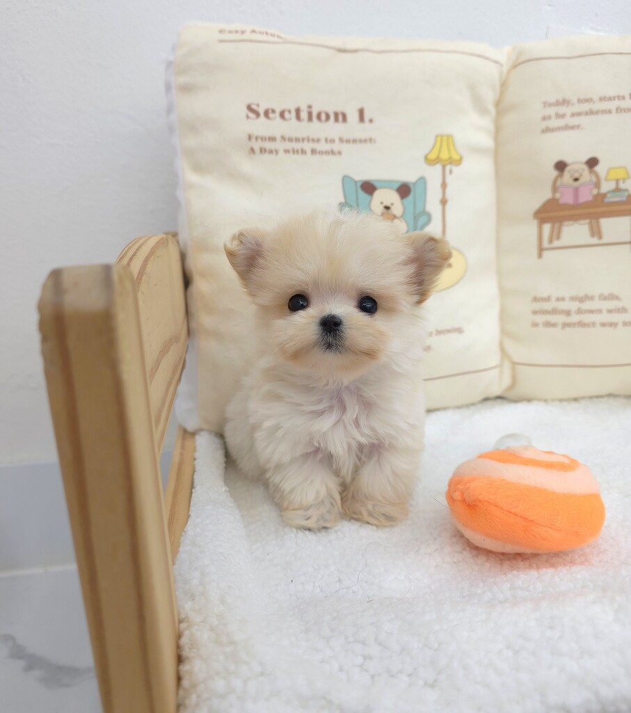 Ȯ�� �̹���