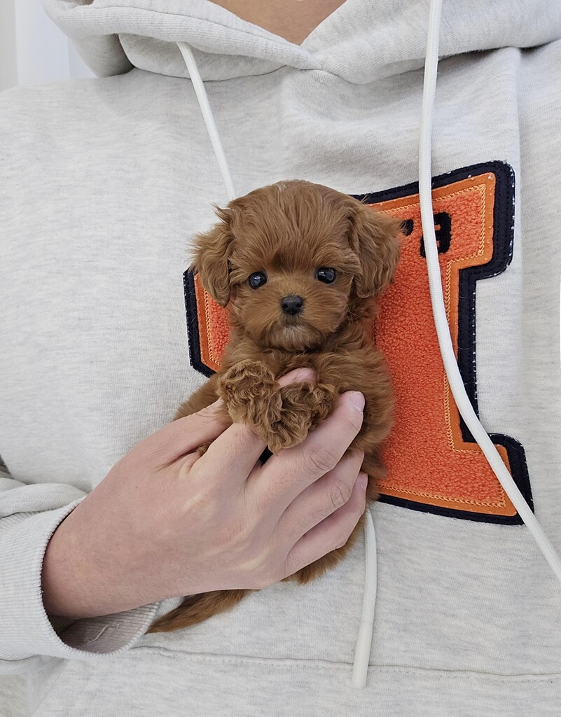 Ȯ�� �̹���