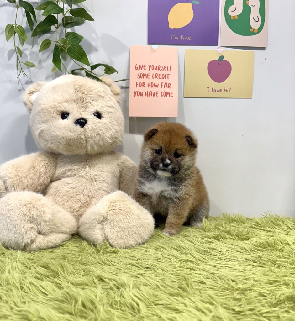 Ȯ�� �̹���