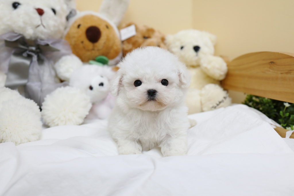 Ȯ�� �̹���