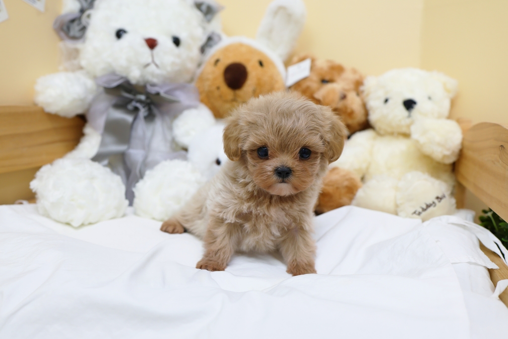 Ȯ�� �̹���