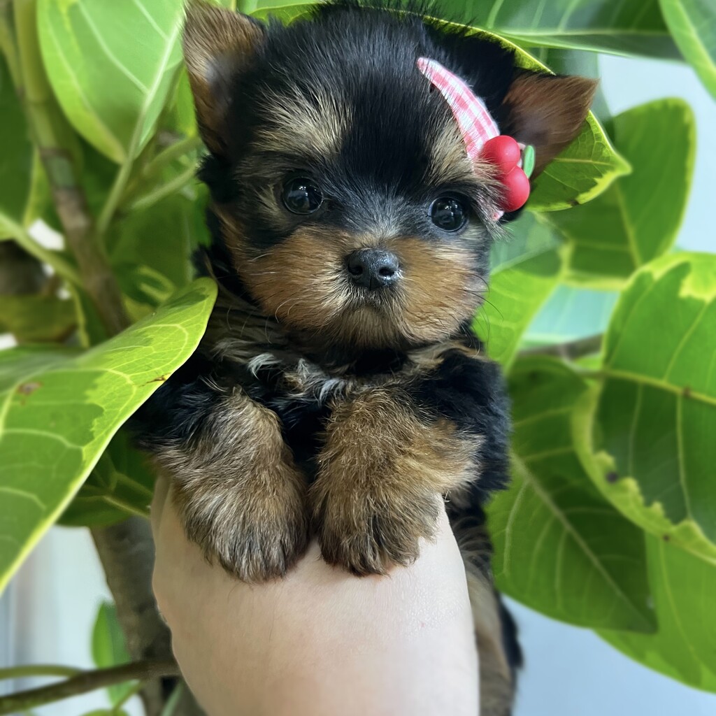 Ȯ�� �̹���