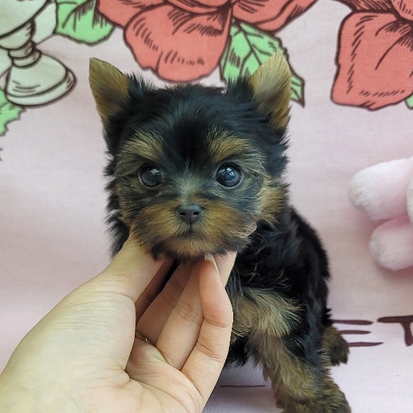 Ȯ�� �̹���