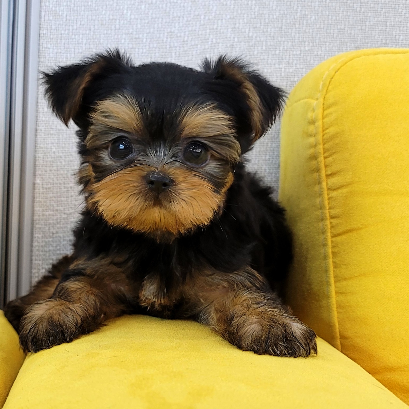 Ȯ�� �̹���