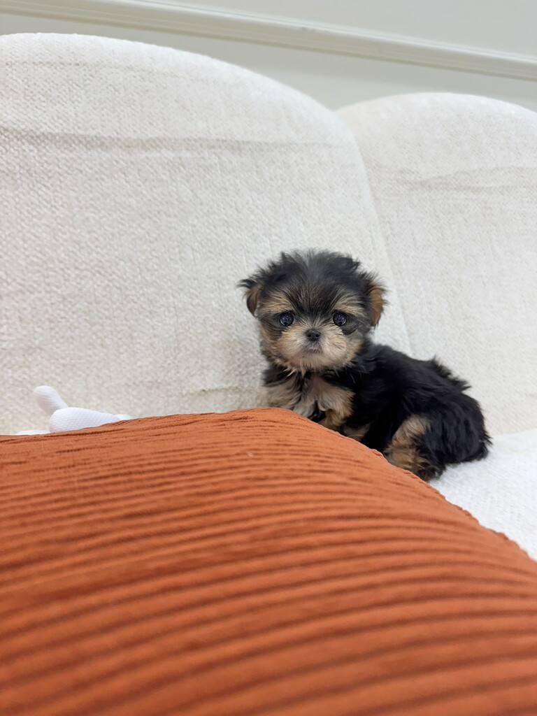 Ȯ�� �̹���