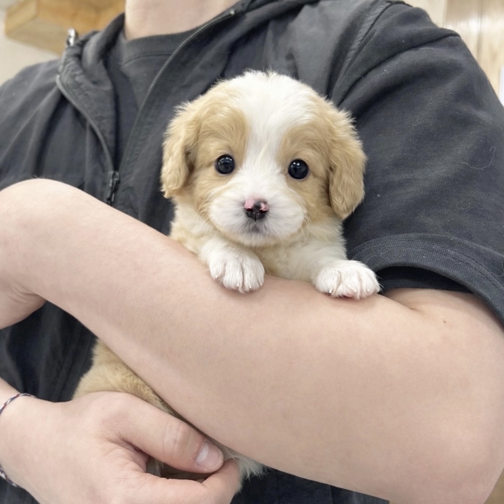 Ȯ�� �̹���