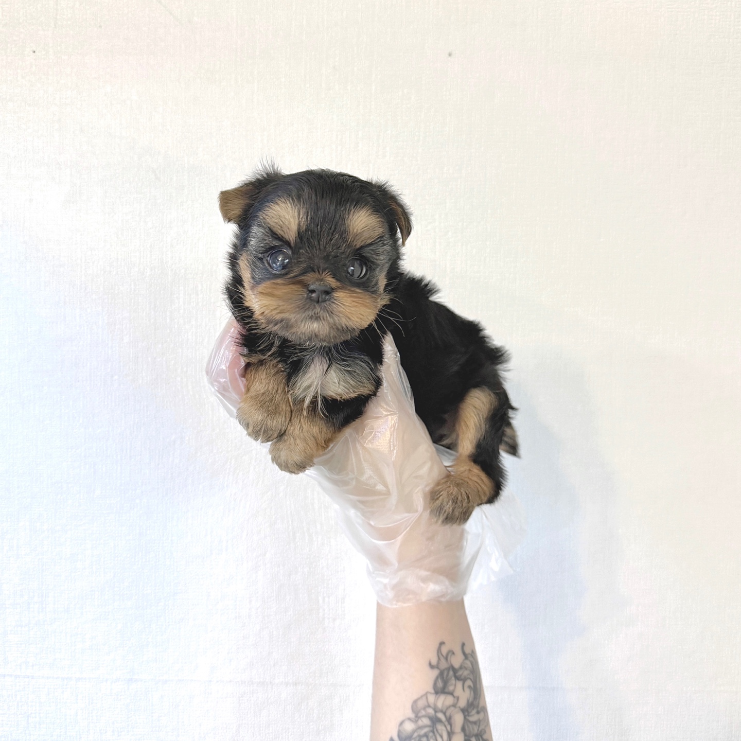 Ȯ�� �̹���