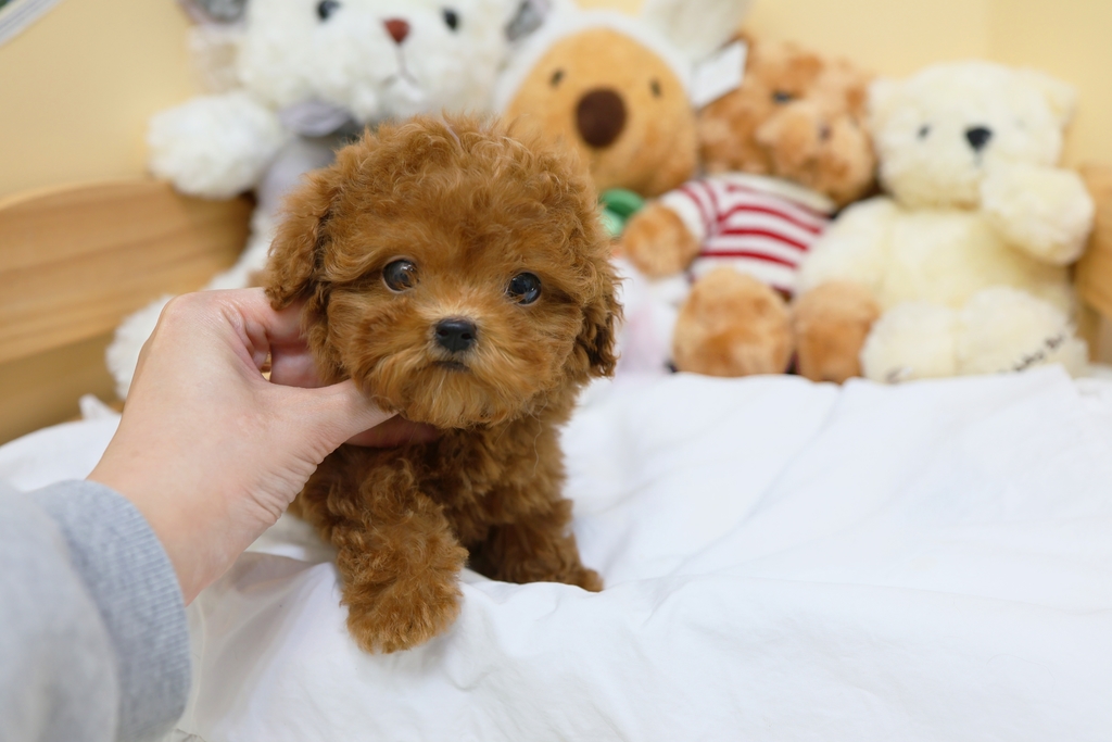 Ȯ�� �̹���