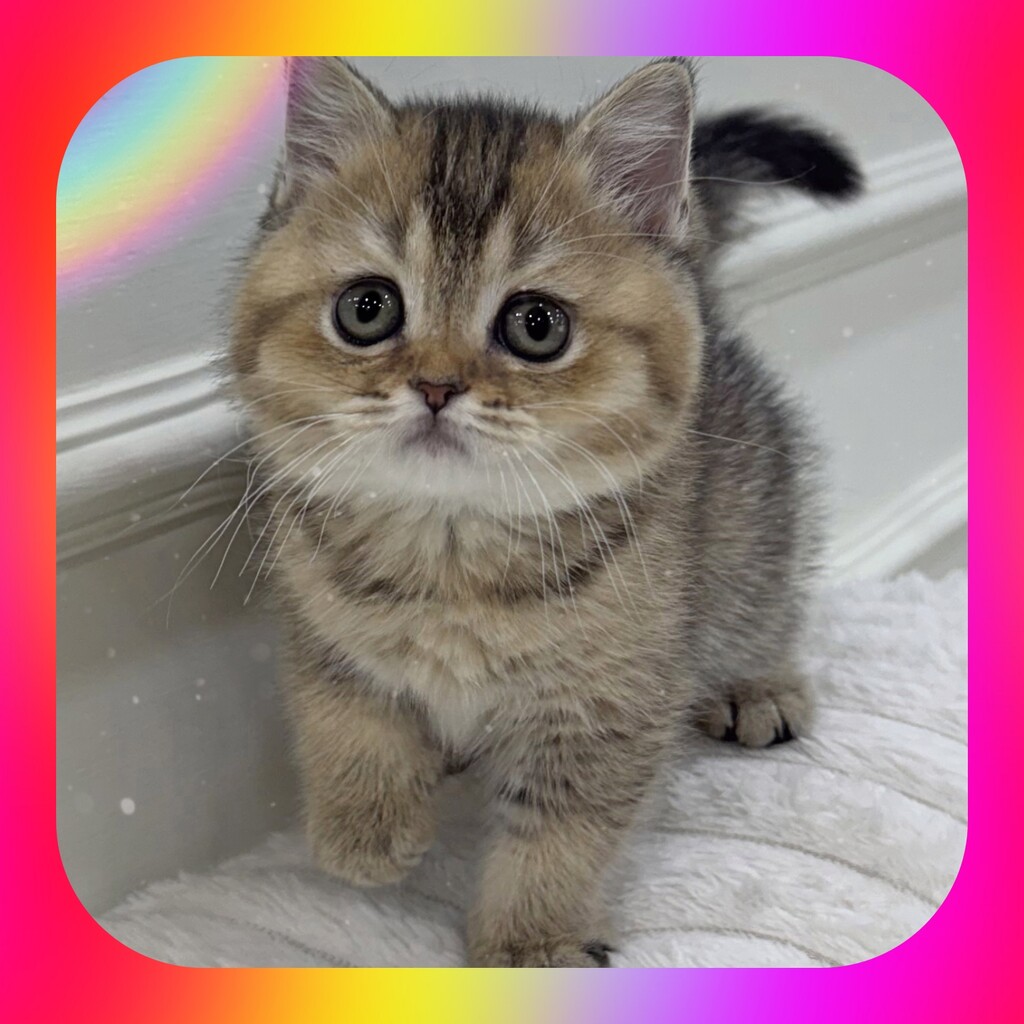 Ȯ�� �̹���