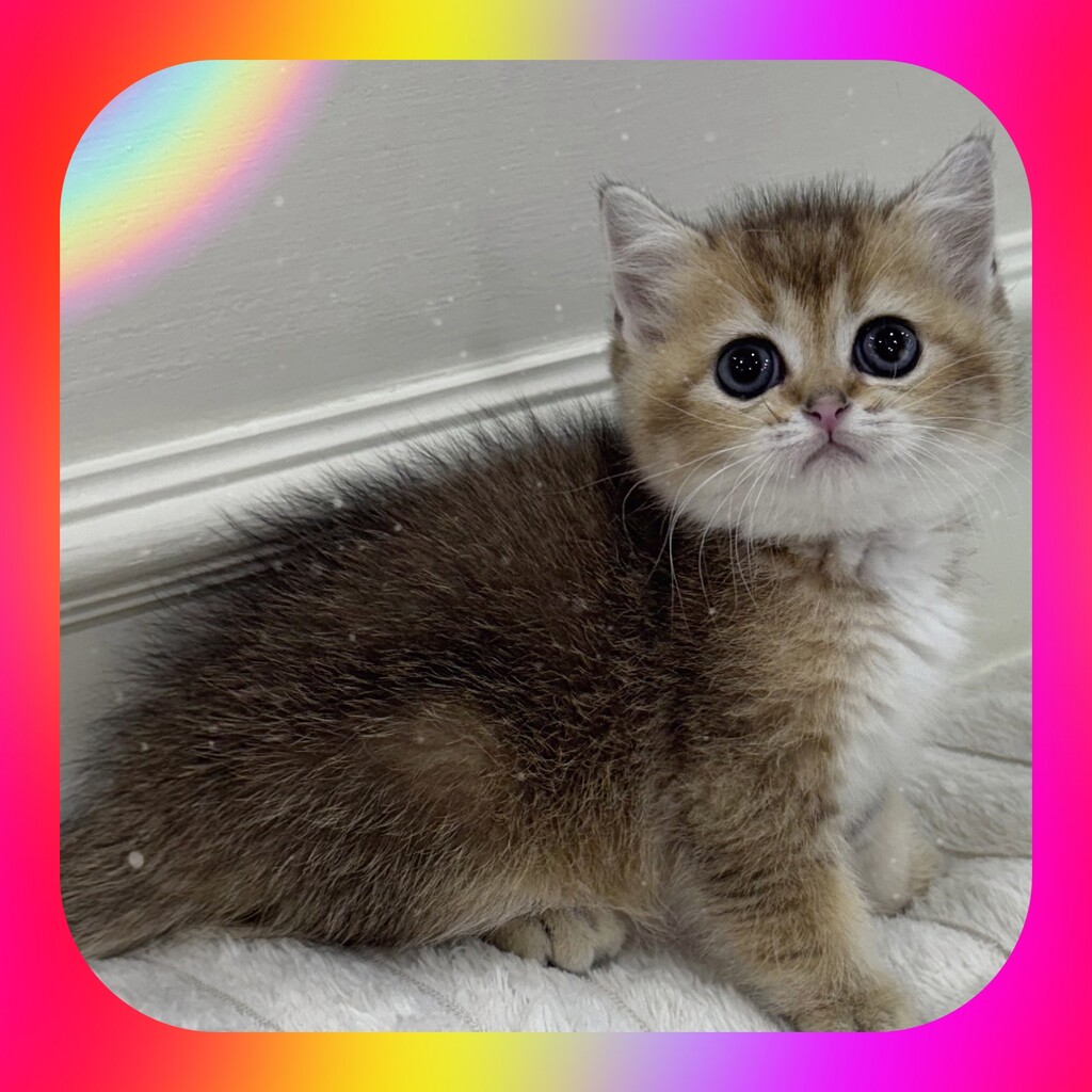 Ȯ�� �̹���