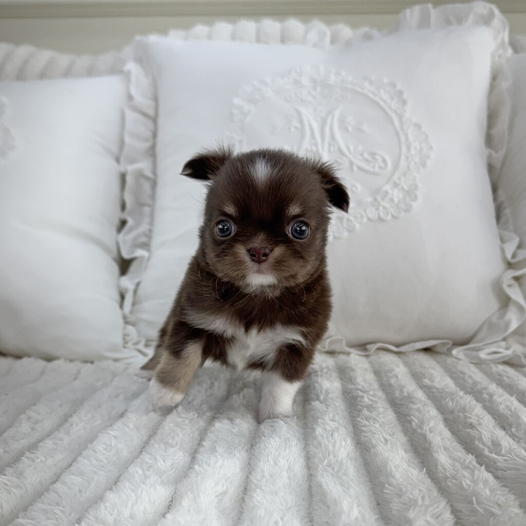 Ȯ�� �̹���