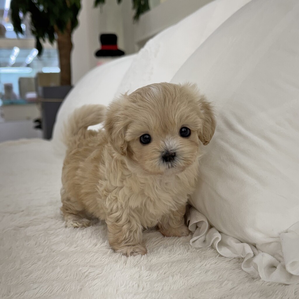 Ȯ�� �̹���